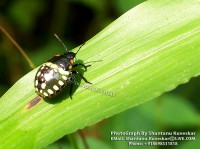 /album/colourful-insects/insect-11-photograph-by-shantanu-kuveskar-jpg/